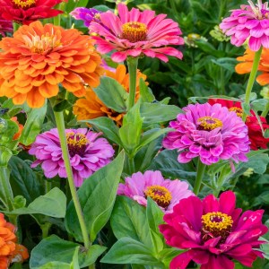 Zinnia elegans Super Yoga 600x6001
